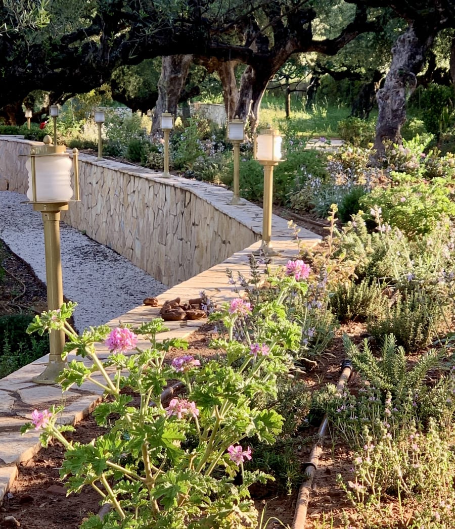 Oregano, rue and lavender planted in limestone garden section