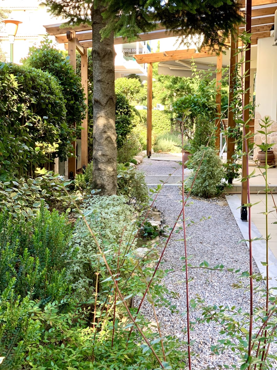 Overall view of a small contemporary garden in Marousi, Athens, 18 months after planting