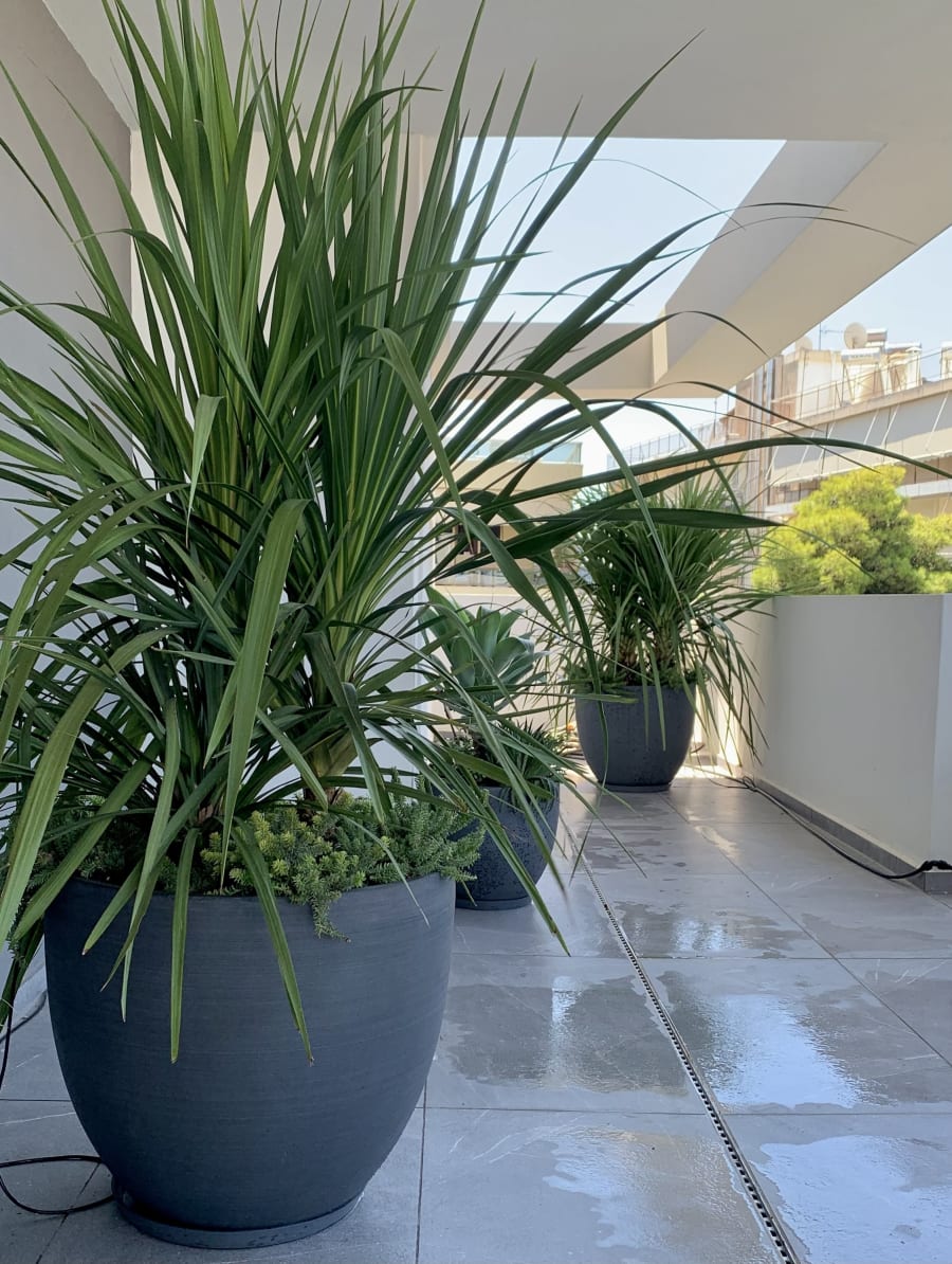 Vista general del balcón de oficina sur en Glyfada con composición de arbustos en contenedores
