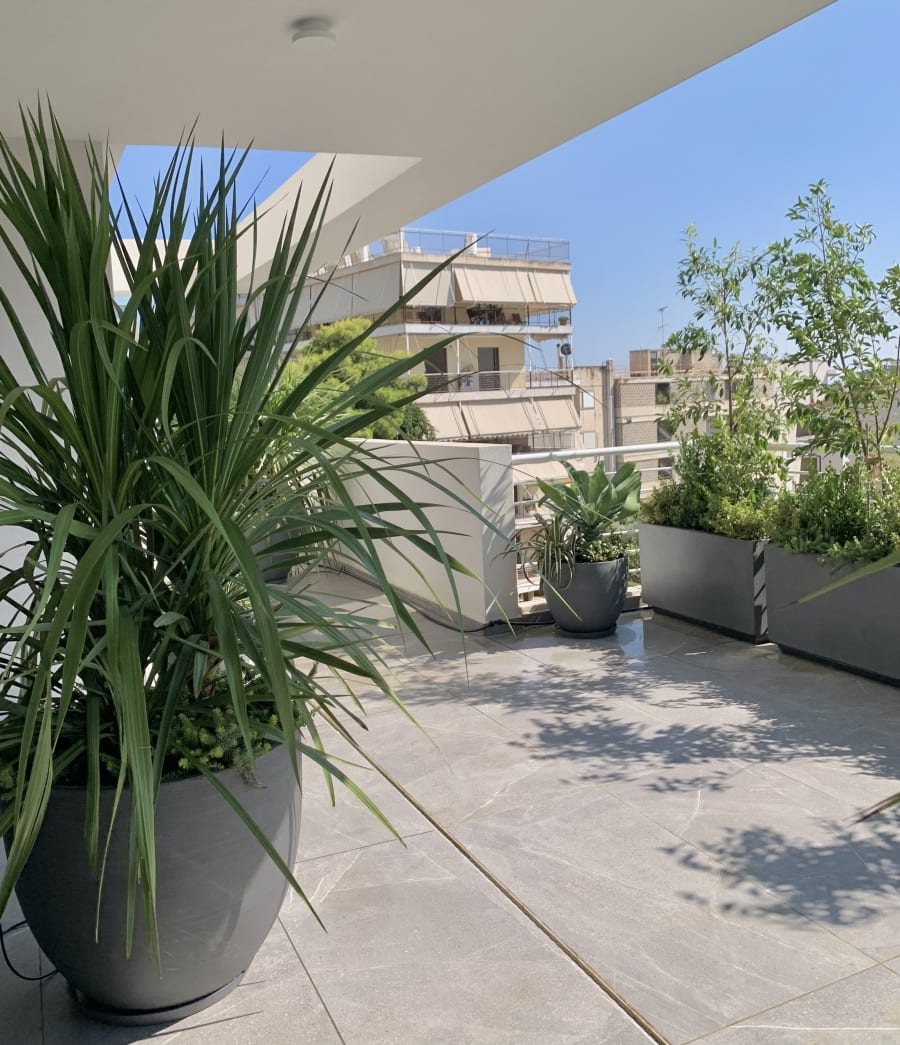 Detalle de hoja brillante de Coprosma en diseño de jardín corporativo Atenas