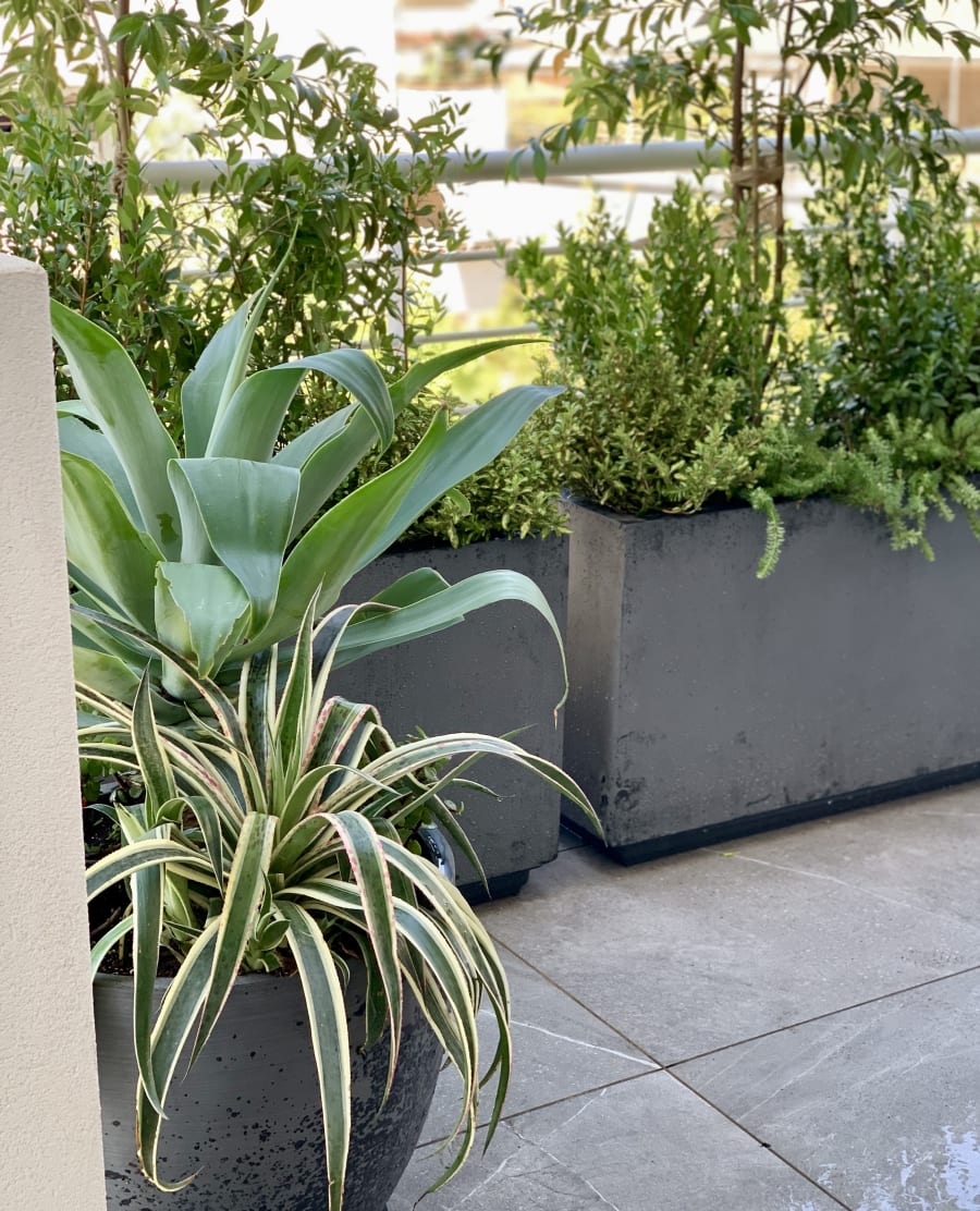 Vista del jardín de oficinas terminado en Glyfada — diseño de plantación en balcones sur