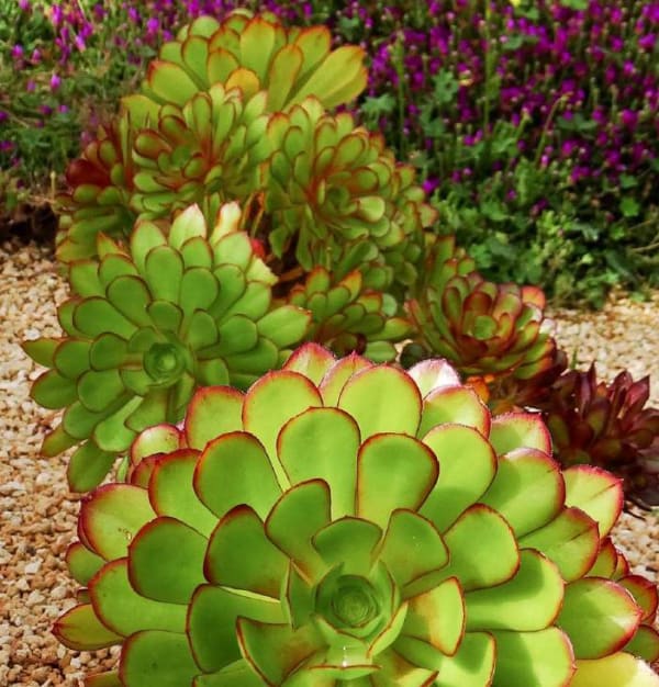 Aeonium spp.