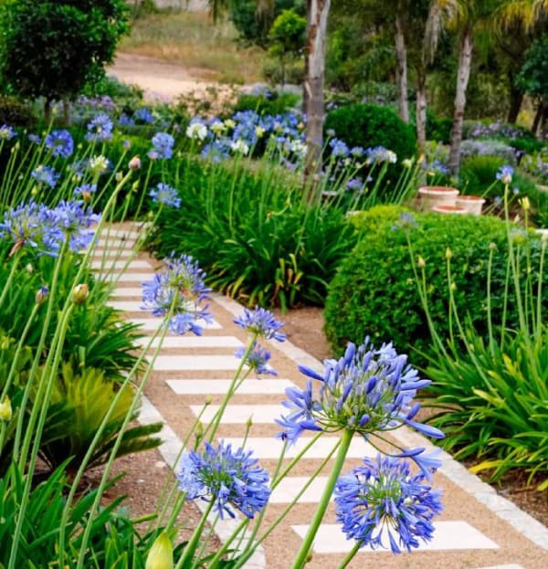 Agapanthus africanus
