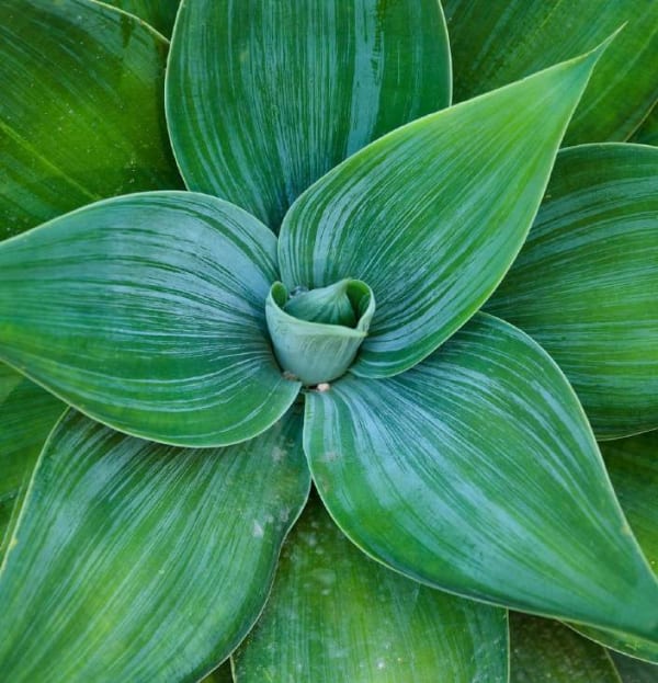 Agave Attenuata