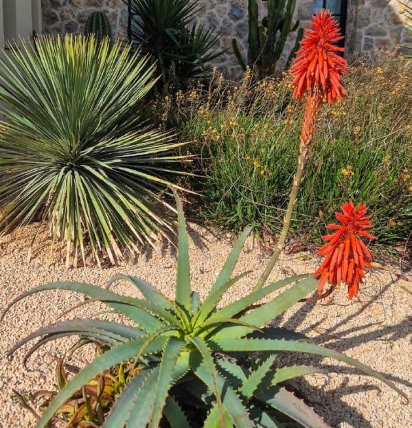 Aloe barbadensis Miller