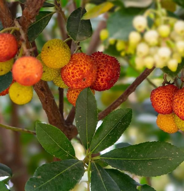 Arbutus unedo