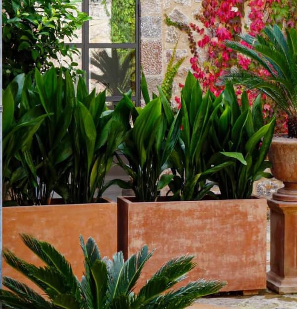 Aspidistra elatior Blume