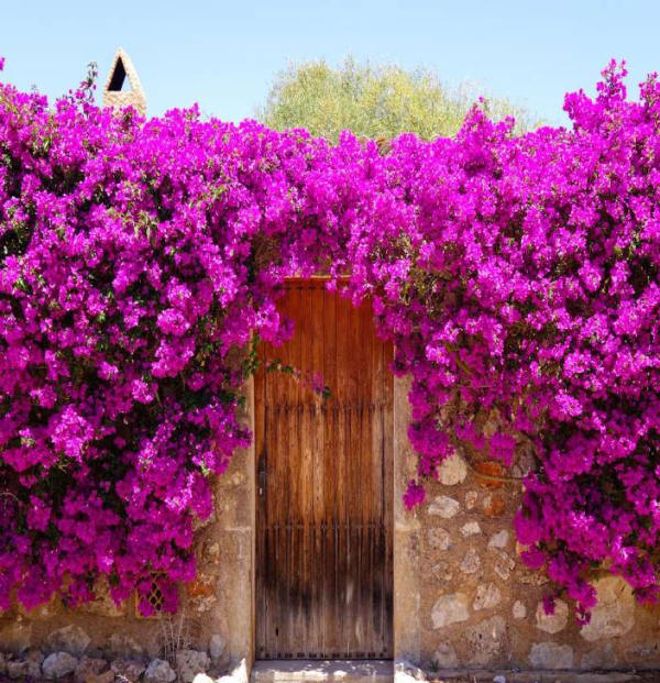 Bougainvillea spp.