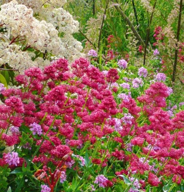 Centranthus ruber