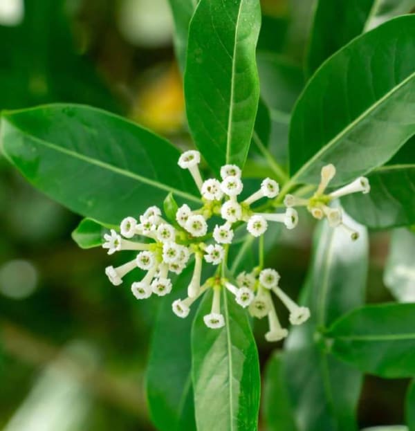 Cestrum nocturnum
