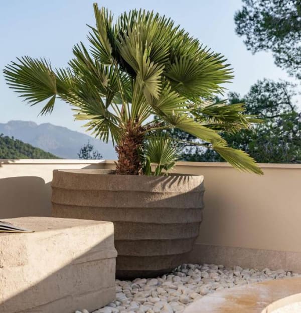 Chamaerops humilis