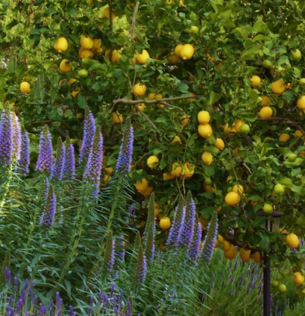 Citrus spp.