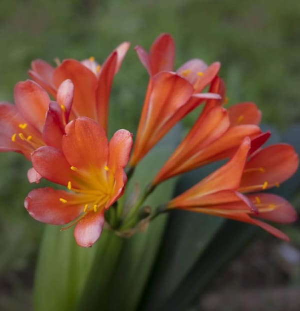Clivia miniata