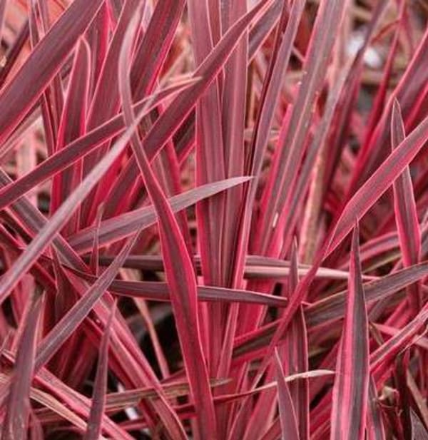 Cordyline spp.