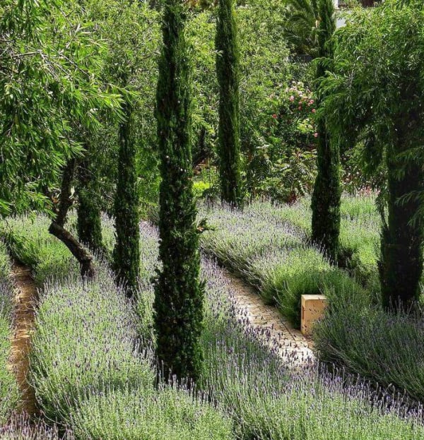 Cupressus sempervirens