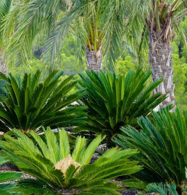 Cycas revoluta