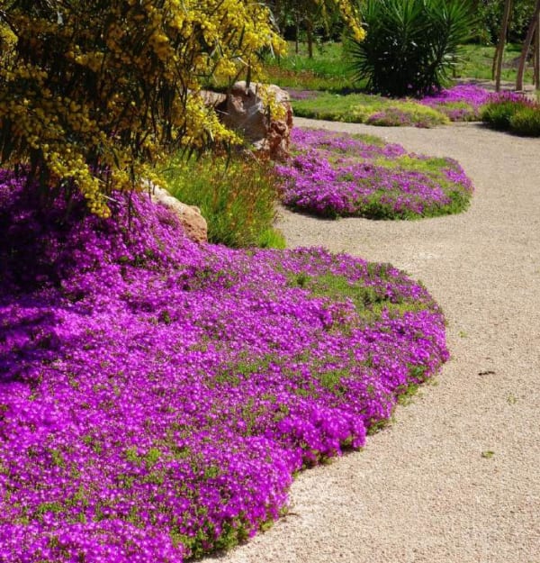 Delosperma cooperi