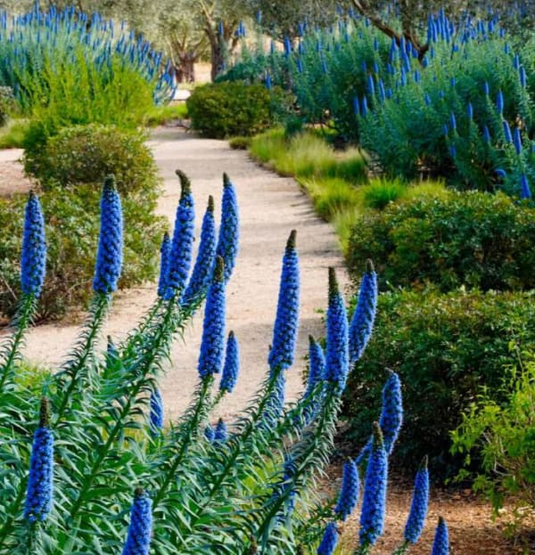 Echium candicans