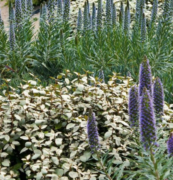 Elaeagnus x ebbingei