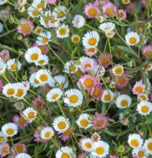 Erigeron karvinskianus