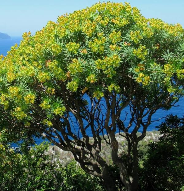 Euphorbia dendroides