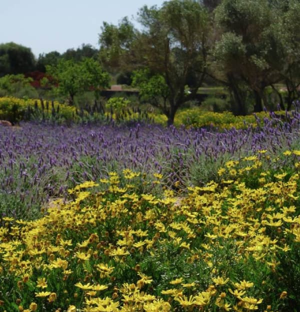 Euryops pectinatus