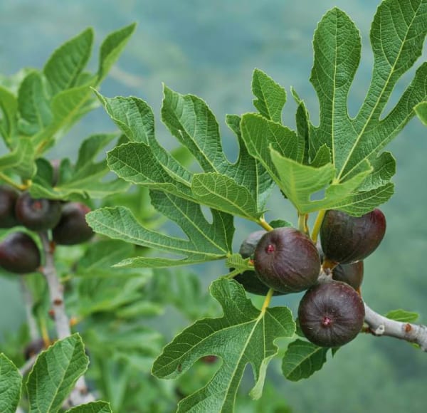 Ficus carica