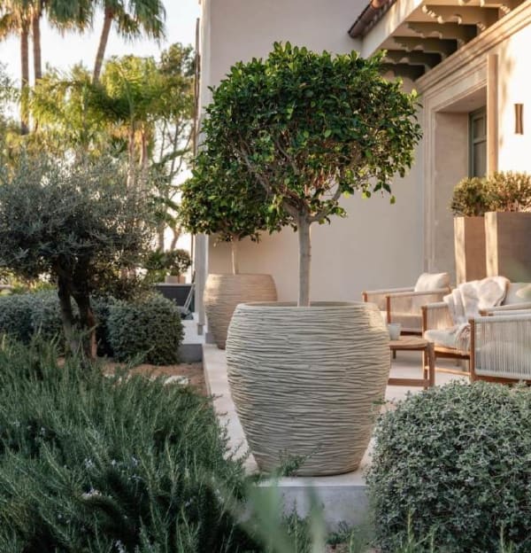 Ficus nitida