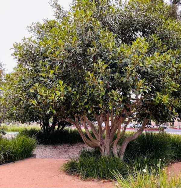 Ficus rubiginosa