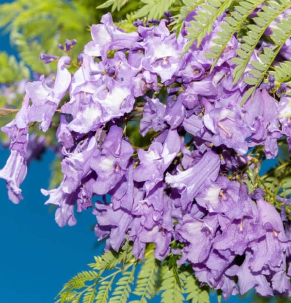 Jacaranda mimosifolia