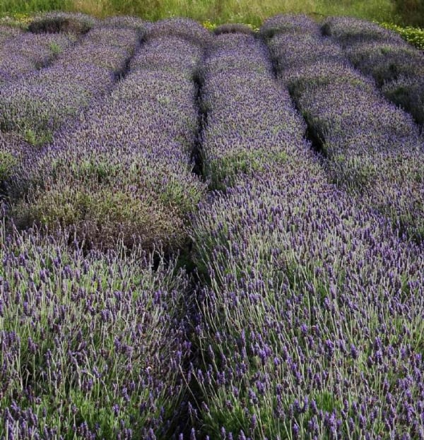 Lavandula dentata