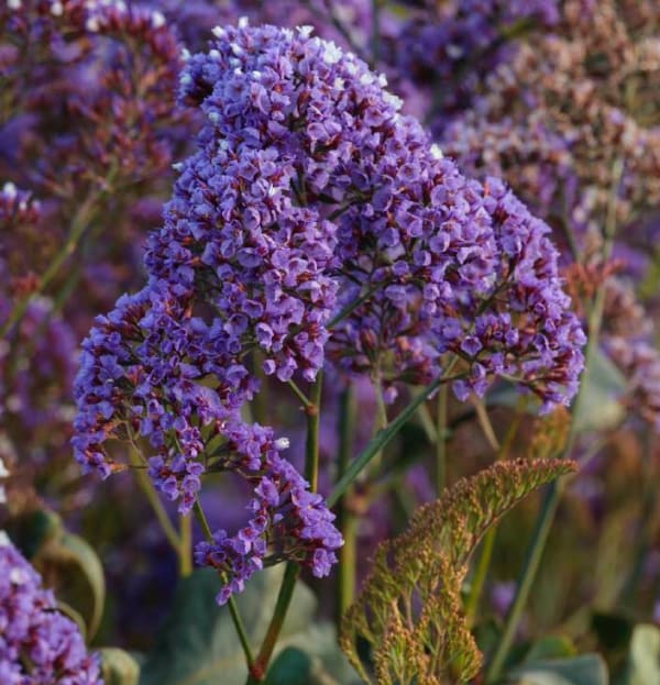 Limonium perezii
