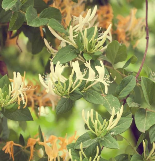 Lonicera periclymenum