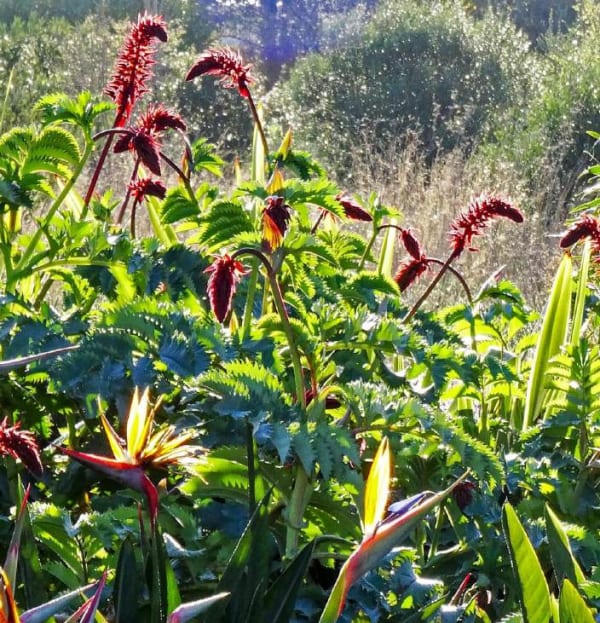 Melianthus major