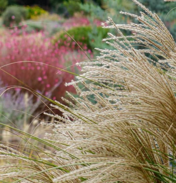 Miscanthus sinensis