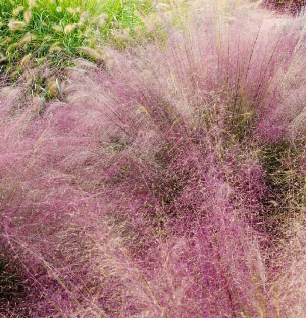 Muhlenbergia capillaris