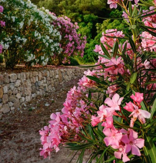 Nerium oleander