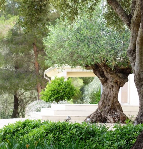 Olea europaea