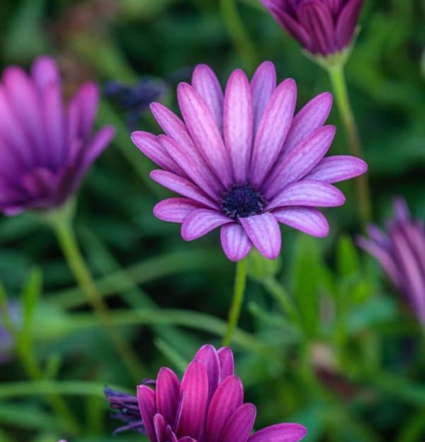 Osteospermum spp.