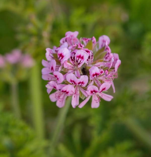Pelargonium graveolens