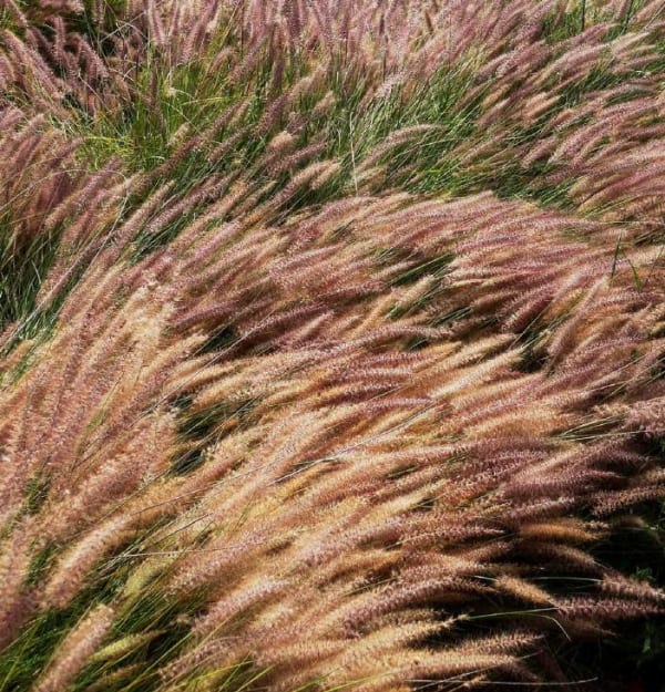 Pennisetum alopecuroides