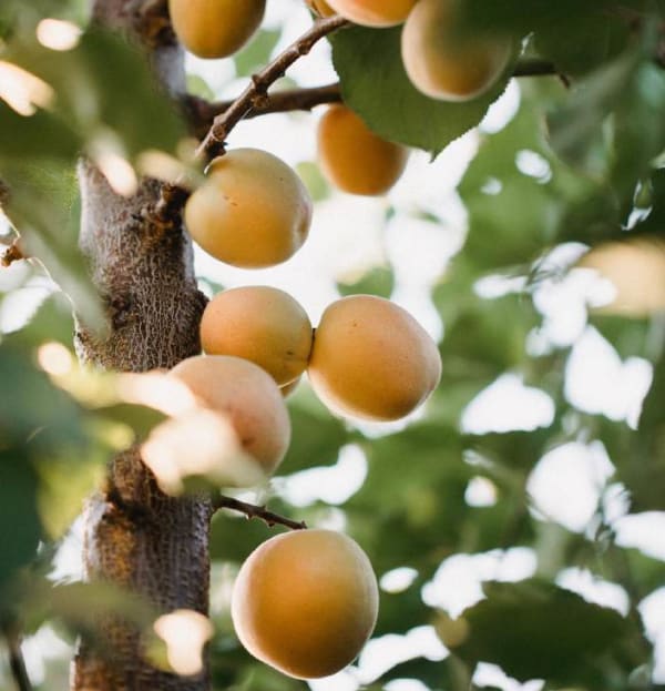 Prunus armeniaca