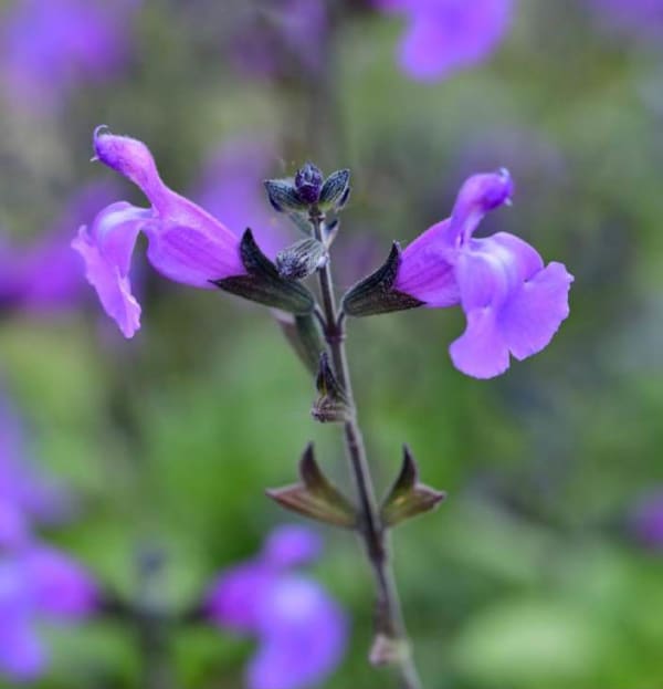 Salvia microphylla