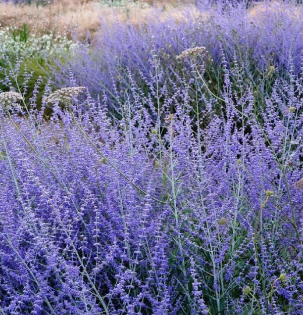 Salvia yangii