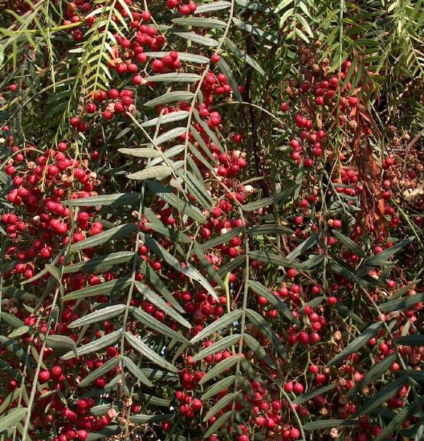 Schinus molle