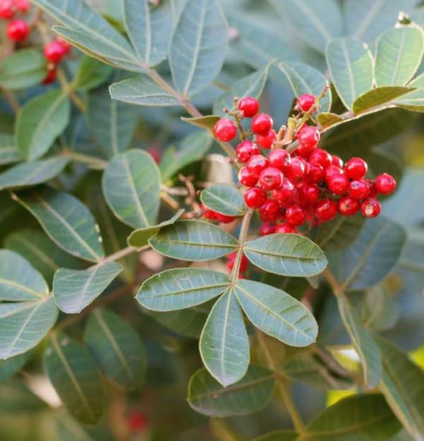 Schinus terebinthifolia