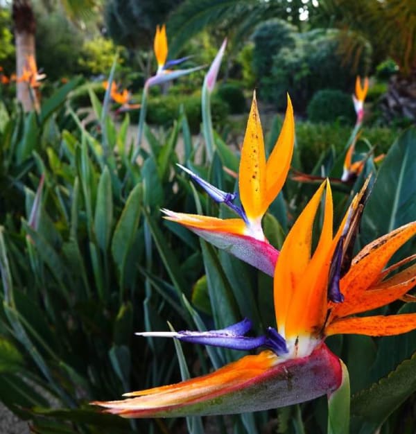 Strelitzia reginae