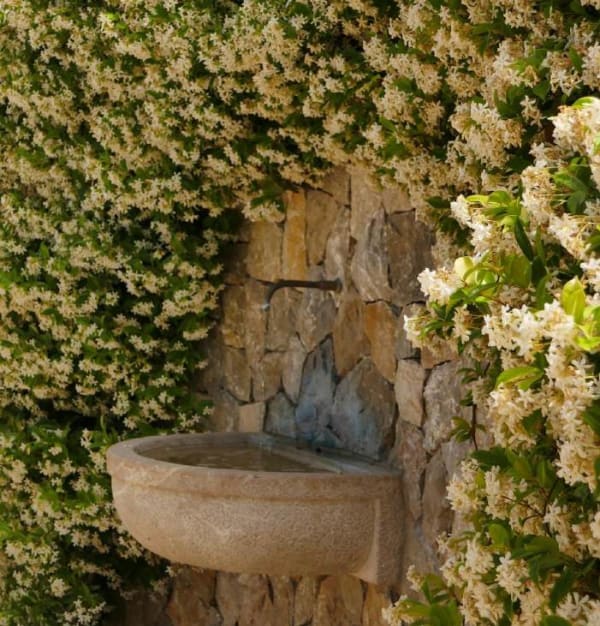 Trachelospermum jasminoides