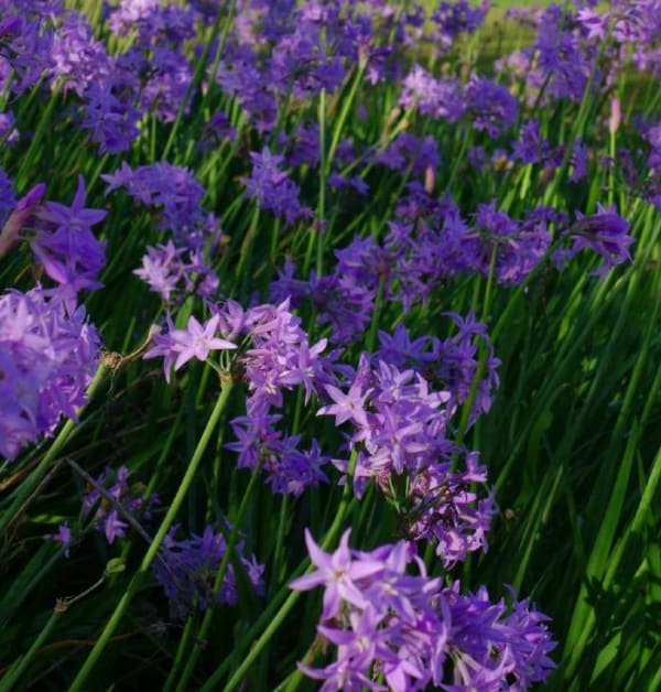 Tulbaghia violacea