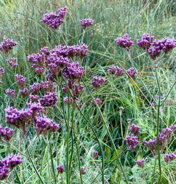 Verbena bonariensis